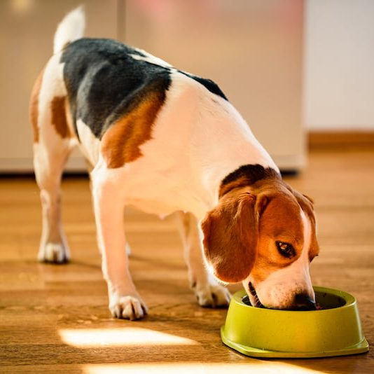 Dog beagle eating canned food from bowl in bright interior.