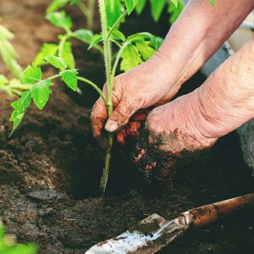 plantingtomato